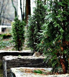 thuja trees